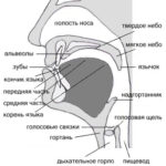 Анатомия речевых органов и их функционирование