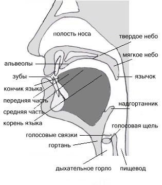 Анатомия речевых органов и их функционирование