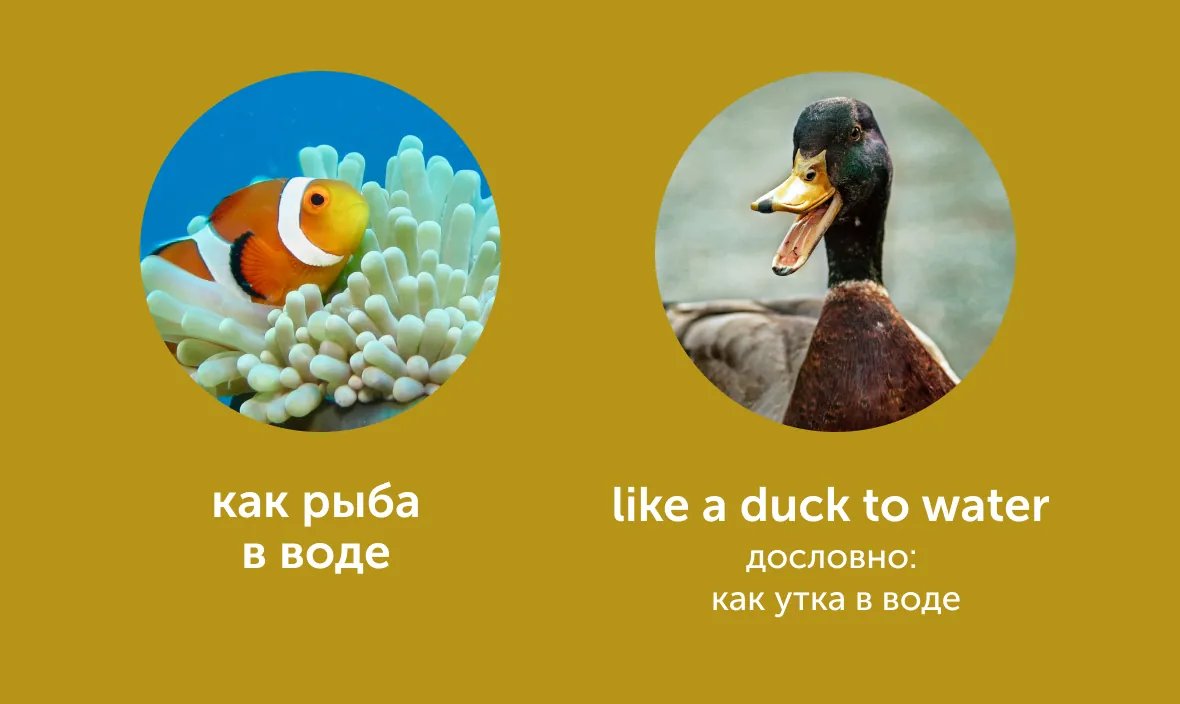 title «Пьяный как свинья» и «довольный как слон»: как сказать это по-английски