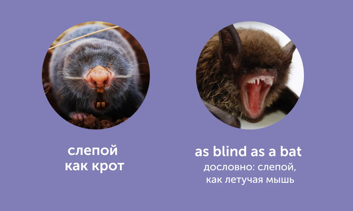 title «Пьяный как свинья» и «довольный как слон»: как сказать это по-английски