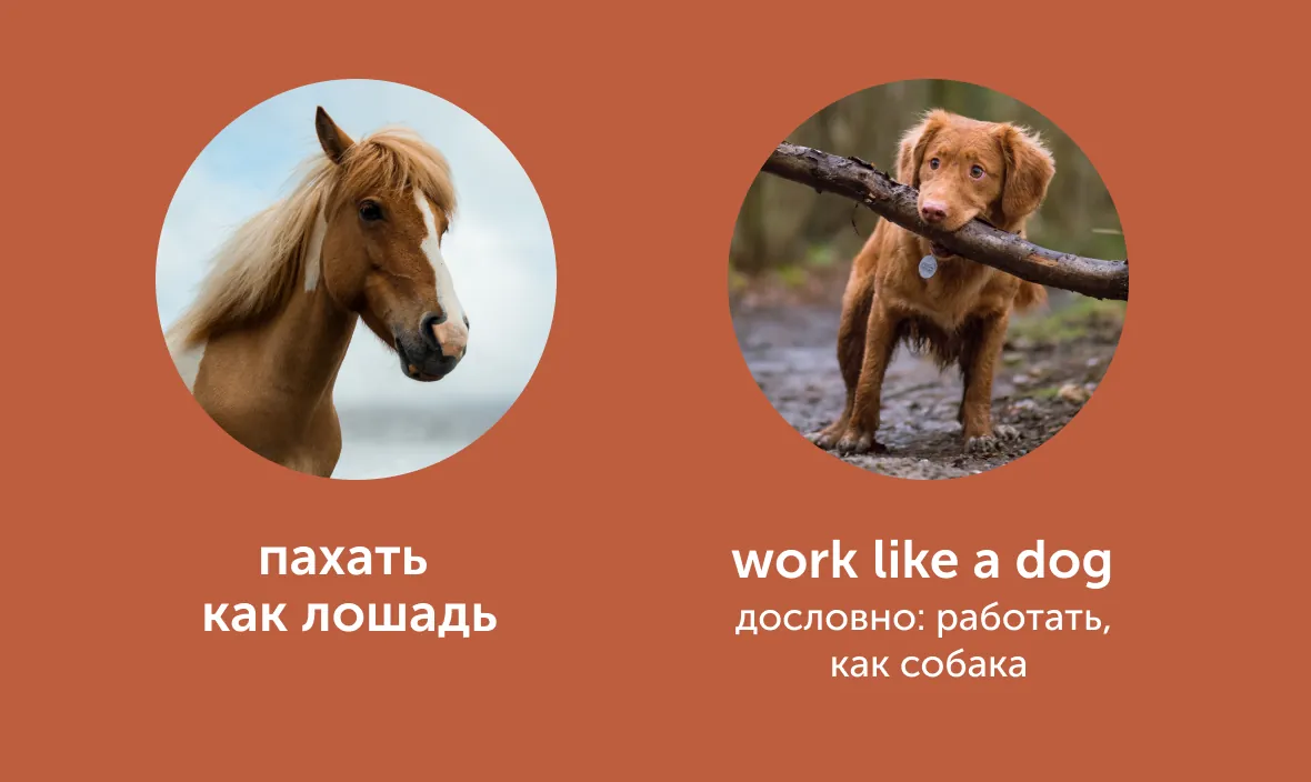 title «Пьяный как свинья» и «довольный как слон»: как сказать это по-английски