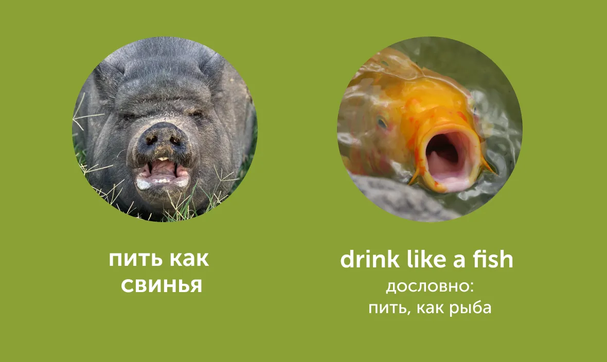 title «Пьяный как свинья» и «довольный как слон»: как сказать это по-английски