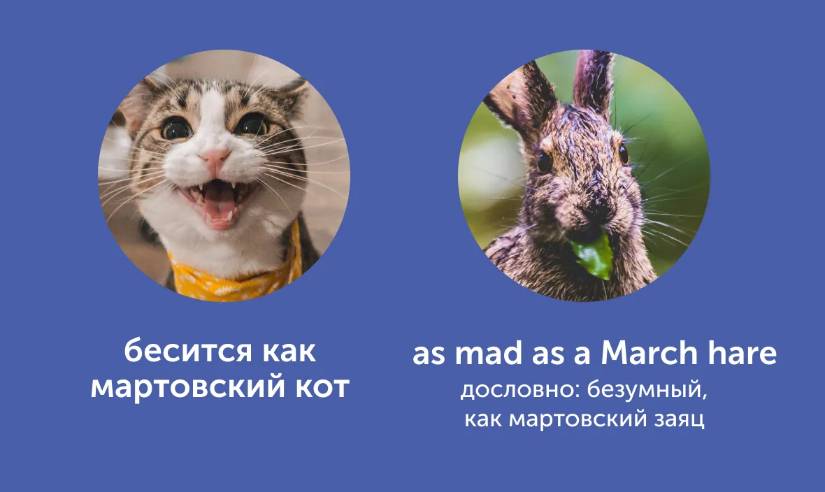 title «Пьяный как свинья» и «довольный как слон»: как сказать это по-английски