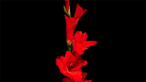 Roses are red, violets are blue: как называются разные цветы на английском
