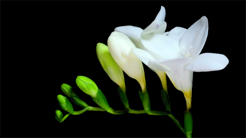 Roses are red, violets are blue: как называются разные цветы на английском