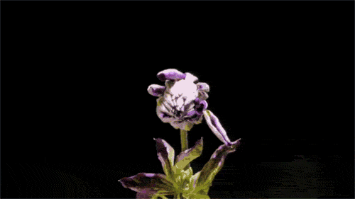 Roses are red, violets are blue: как называются разные цветы на английском
