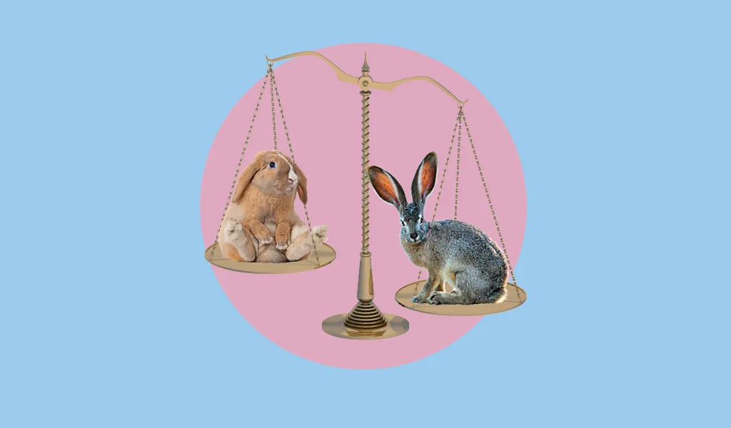 Hare, rabbit и bunny: в чем различия между этими пушистыми созданиями?