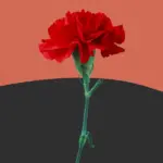 Как объяснить иностранцу День Победы: 8 полезных фраз.