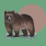 Медведь или голый? Как их не спутать.