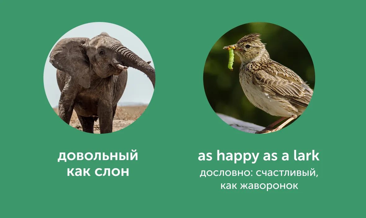 title «Пьяный как свинья» и «довольный как слон»: как сказать это по-английски