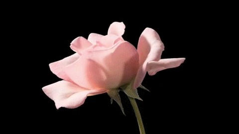 Roses are red, violets are blue: как называются разные цветы на английском